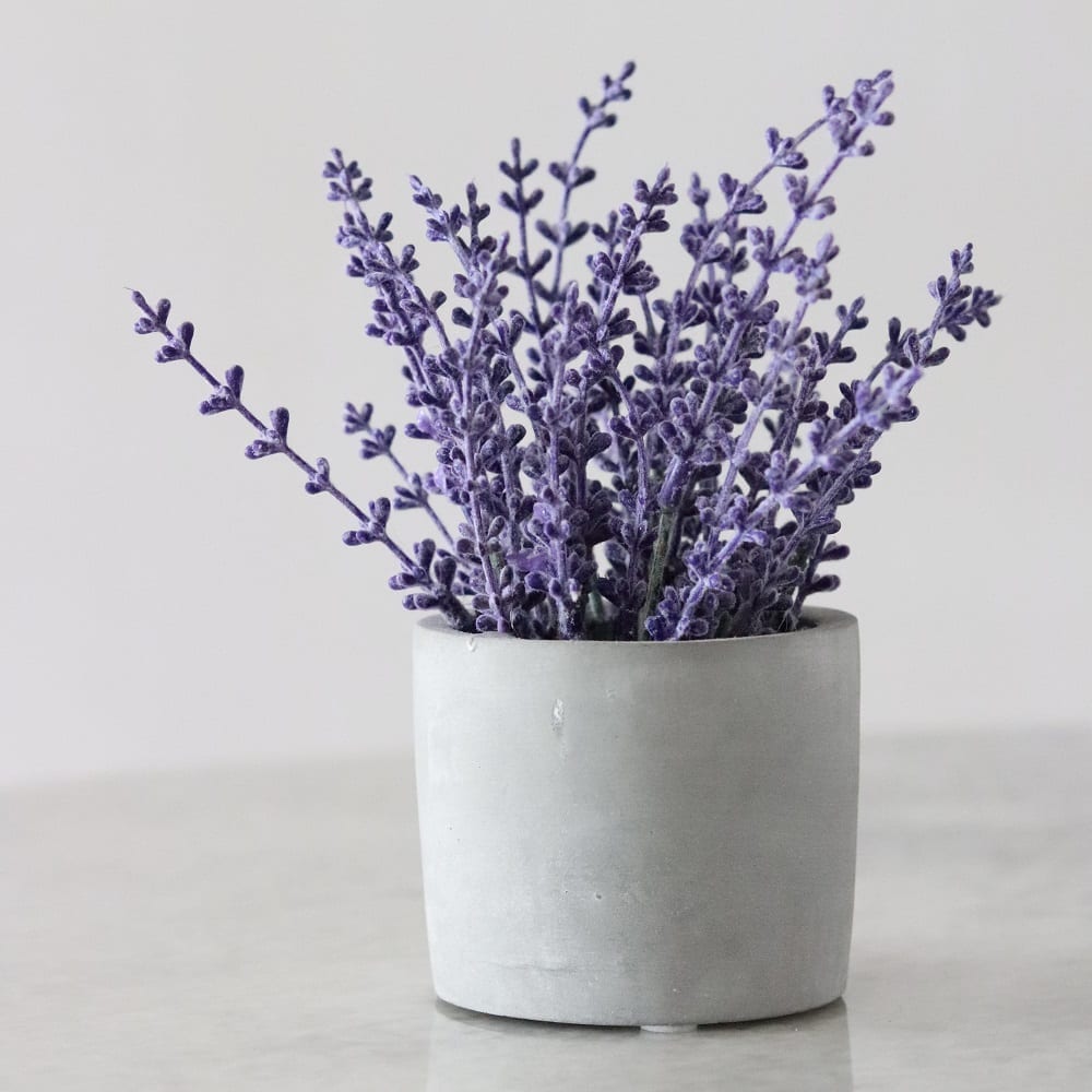 lavender in a white pot