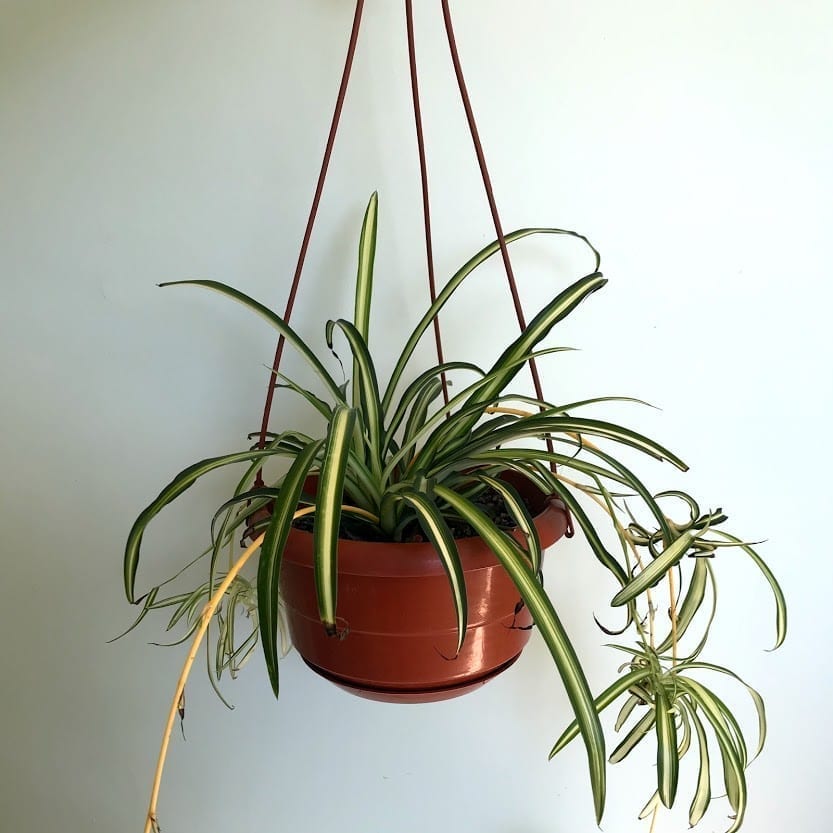 spider plant, an air purifying plant