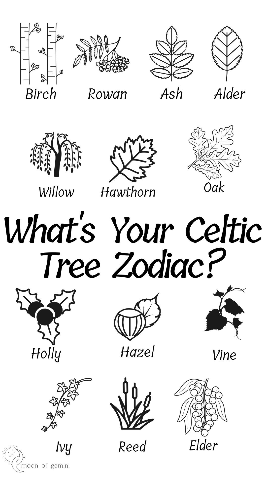 The 13 Celtic Tree Zodiacs What's Your Birth Tree? • Moon of Gemini