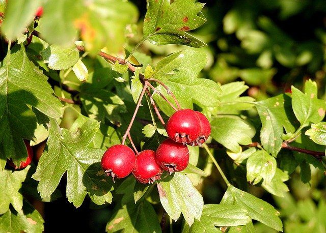 hawthorn tree with fruit