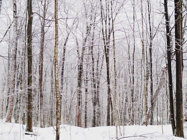 birch trees in winter